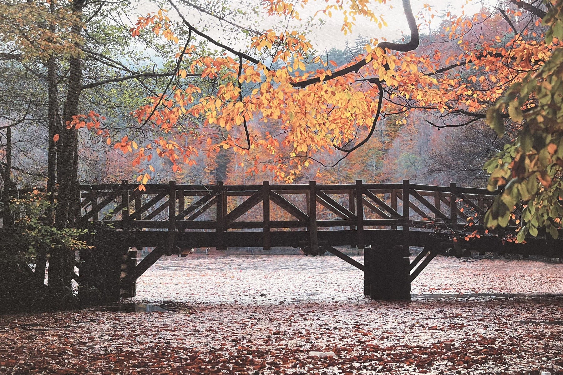 Lauren Taylor - Autumn Scene Printed Canvas - Image 3