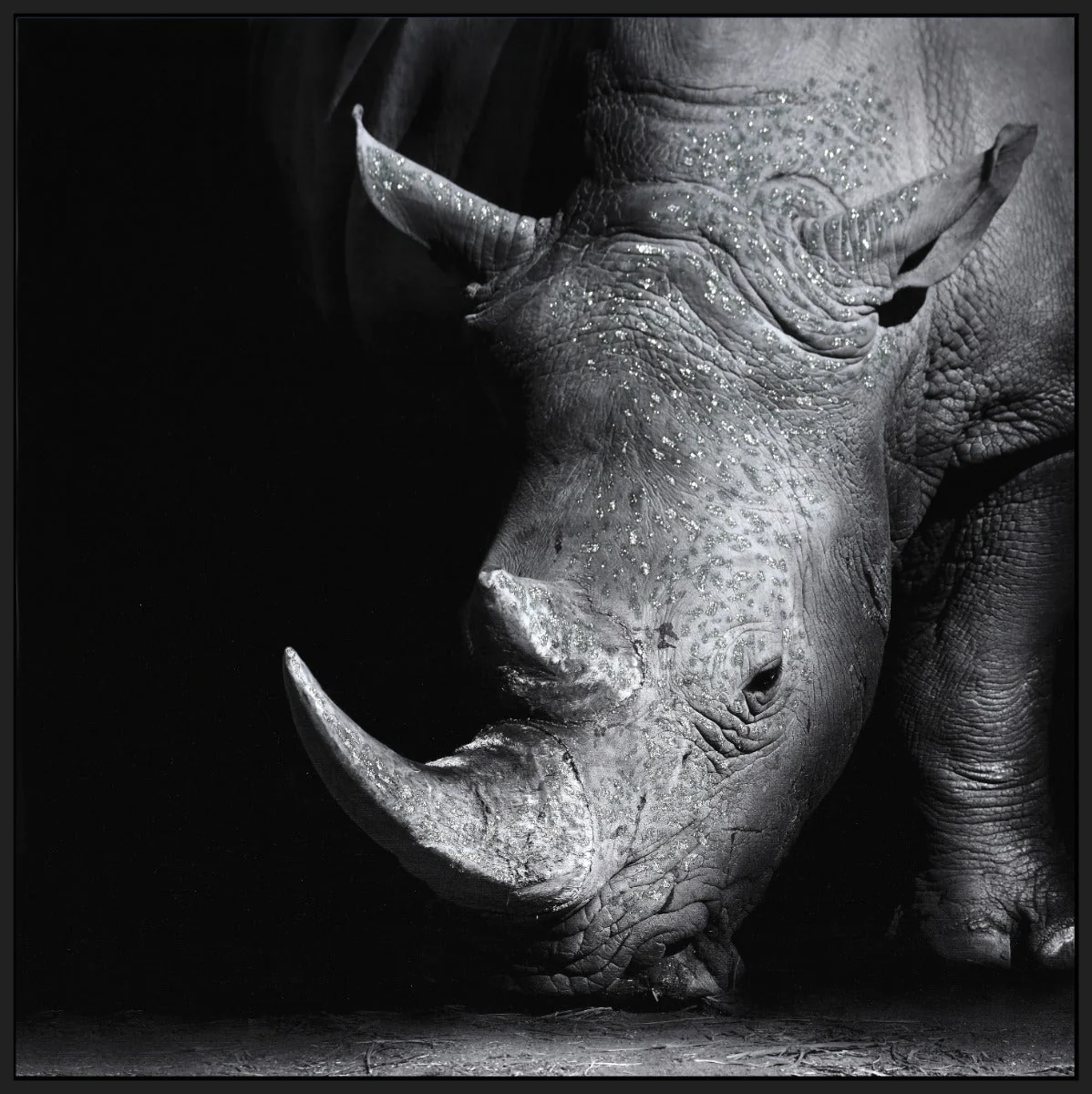 LAUREN TAYLOR-Canvas Animal 25"X25"X1.3" - Image 3