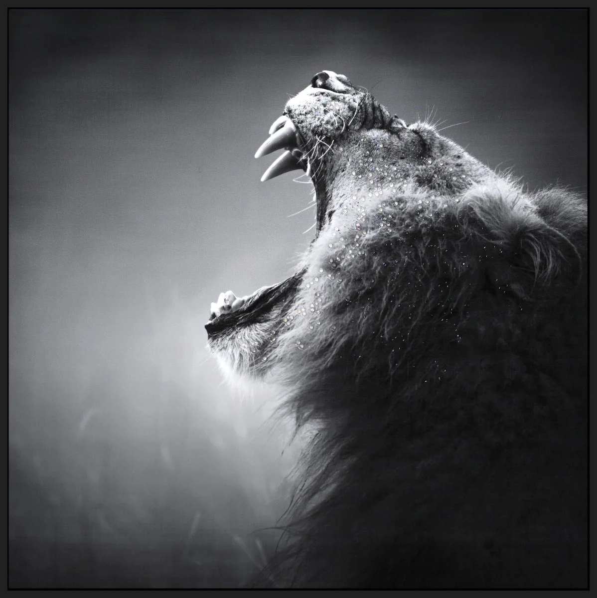 LAUREN TAYLOR-Canvas Animal 25"X25"X1.3" - Image 4