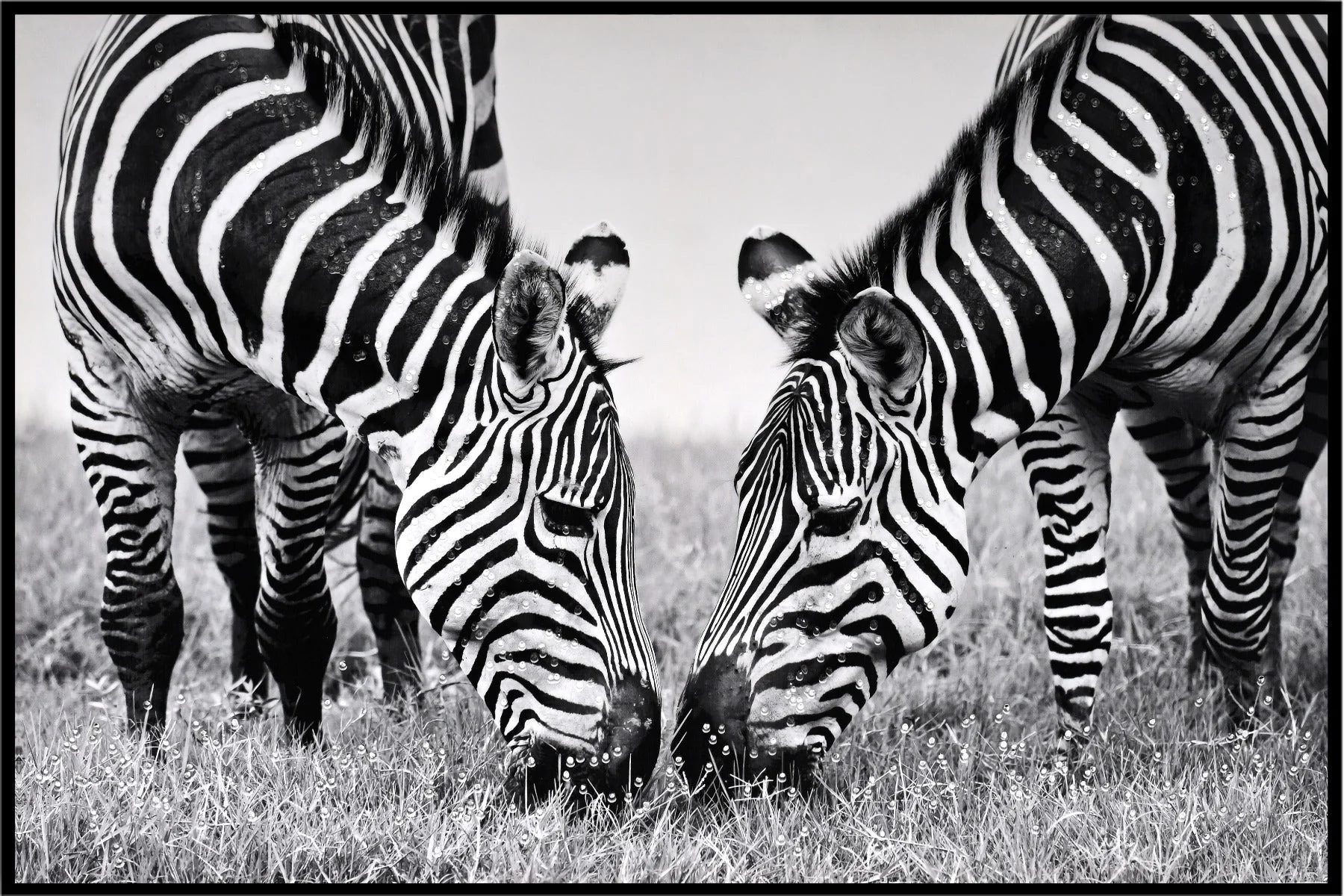 LAUREN TAYLOR-Canvas Animal 63x93x3.5