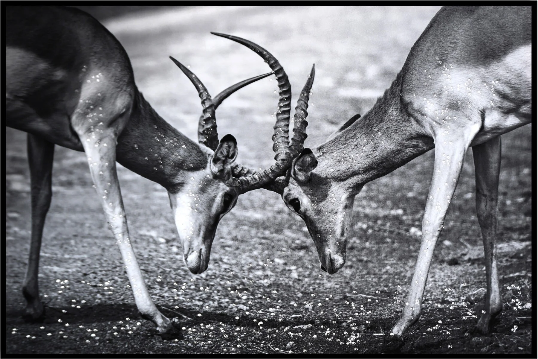 LAUREN TAYLOR-Canvas Animal 63x93x3.5 - Image 4
