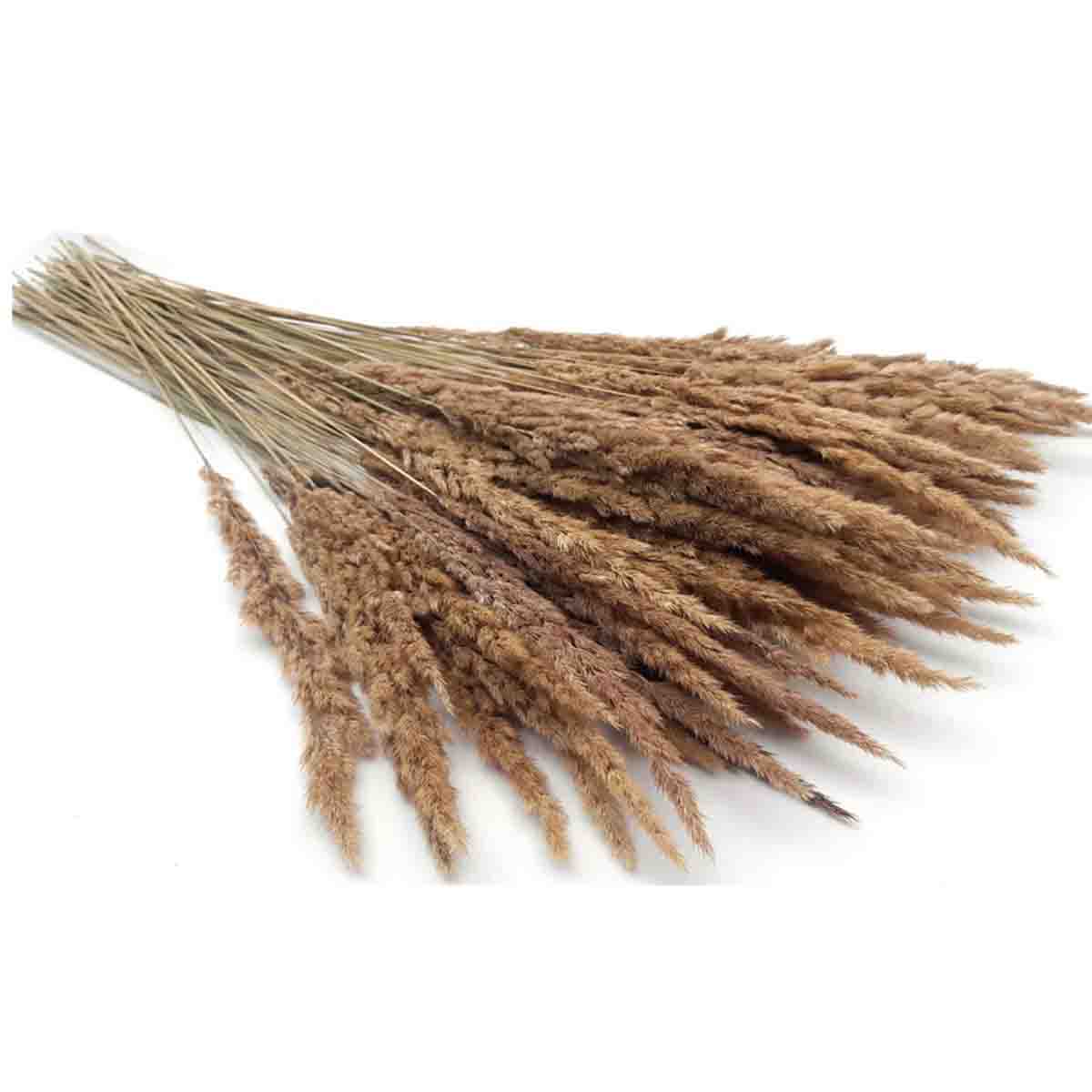 Pampas Grass Bunch – Assorted Styles - Image 3