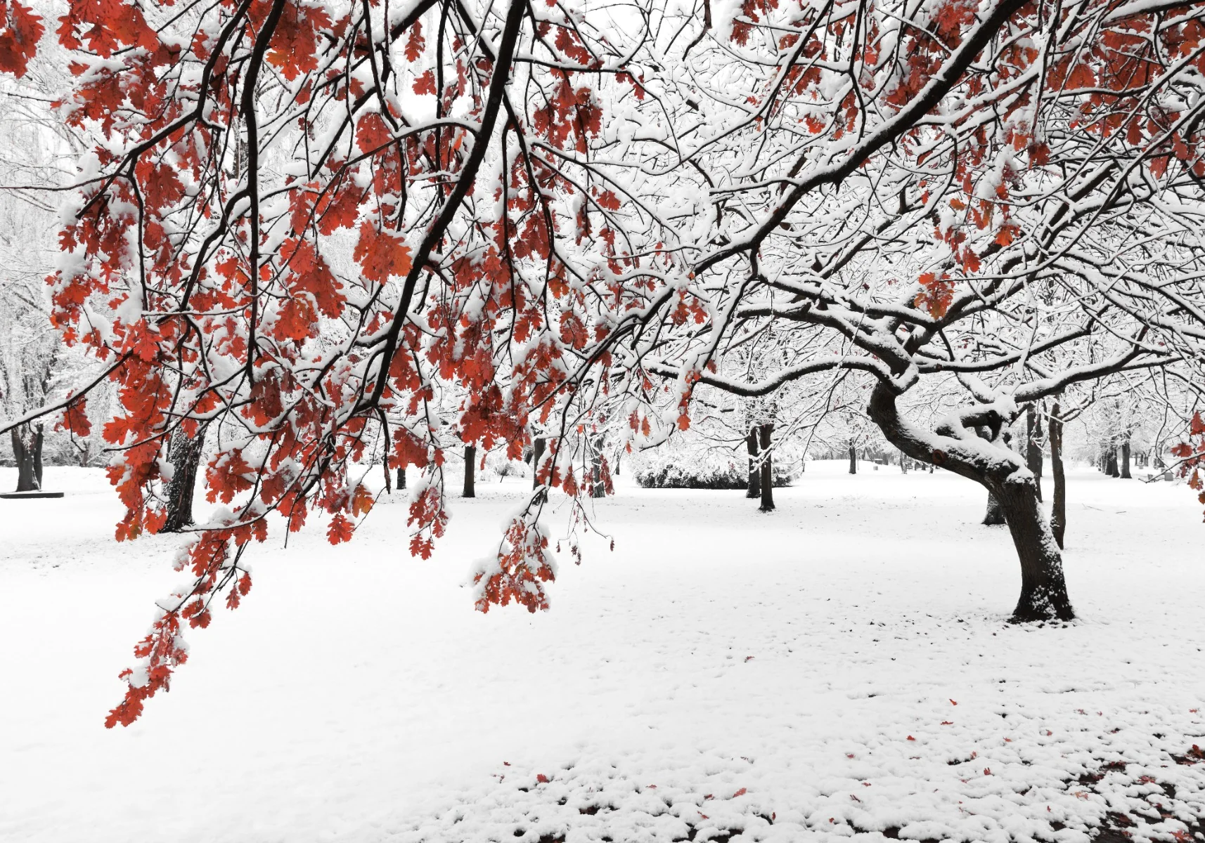 Printed Canvas 70 x 100 cm | Winter Tree with Red Leaves - Image 3