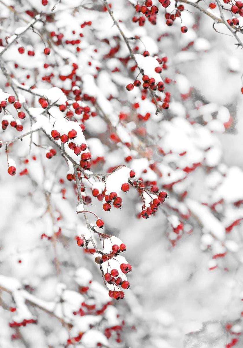 Printed Canvas 70 x 100 cm | Winter Tree with Red Leaves - Image 4