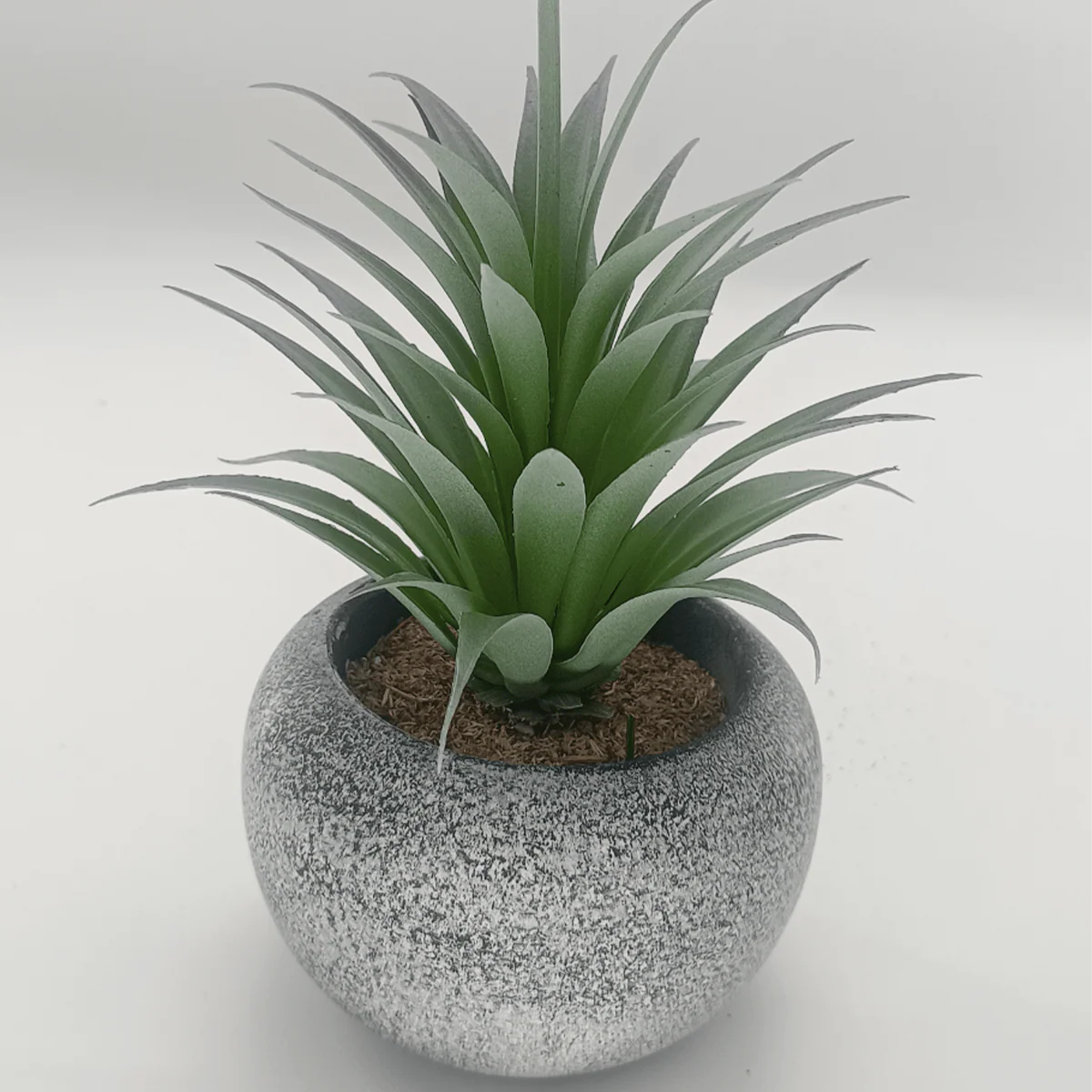 Vintage-Style Succulent | 12 x 19.5 cm (4.8 x 7.7")