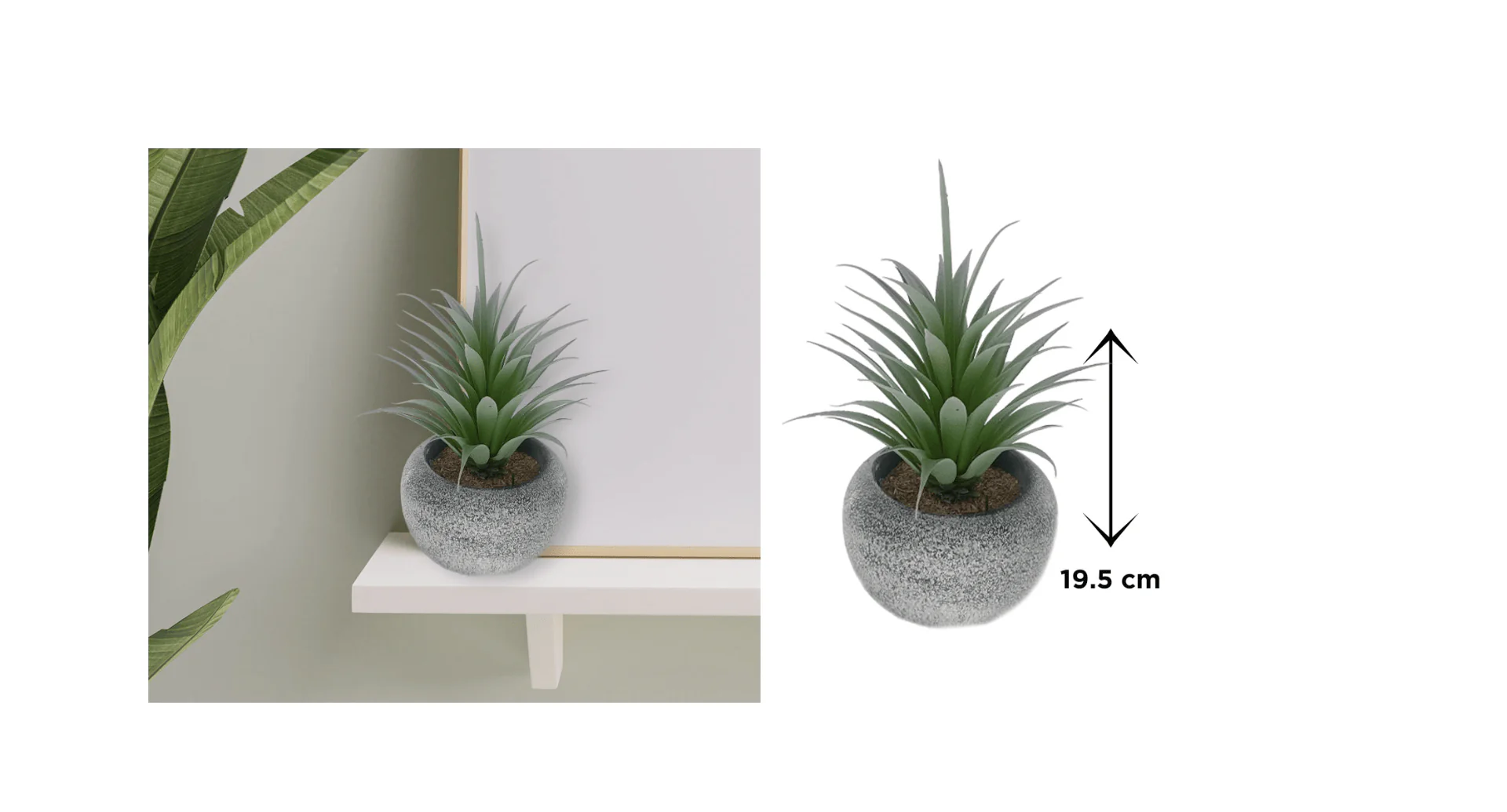 Vintage-Style Succulent | 12 x 19.5 cm (4.8 x 7.7") - Image 3