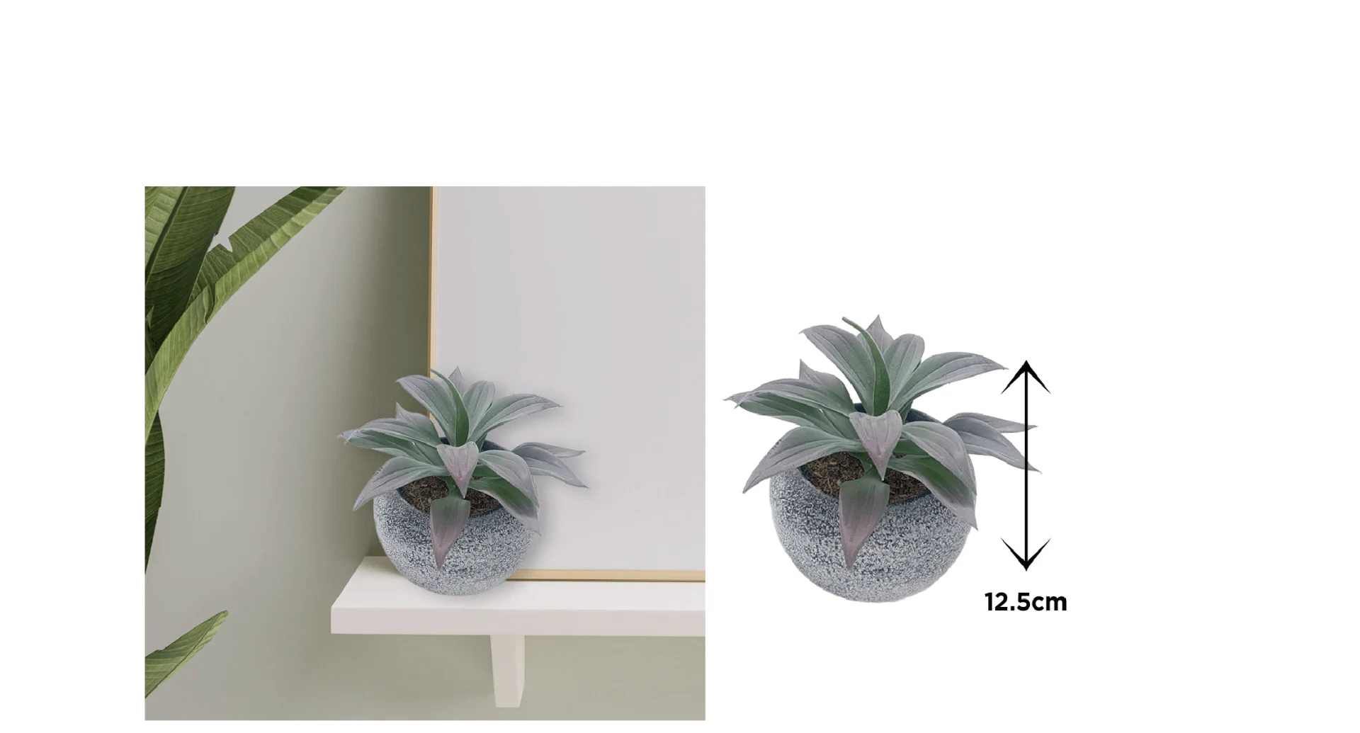 Vintage-Style Succulent | 13.5 x 12.5 cm (5.5 x 5") - Image 2