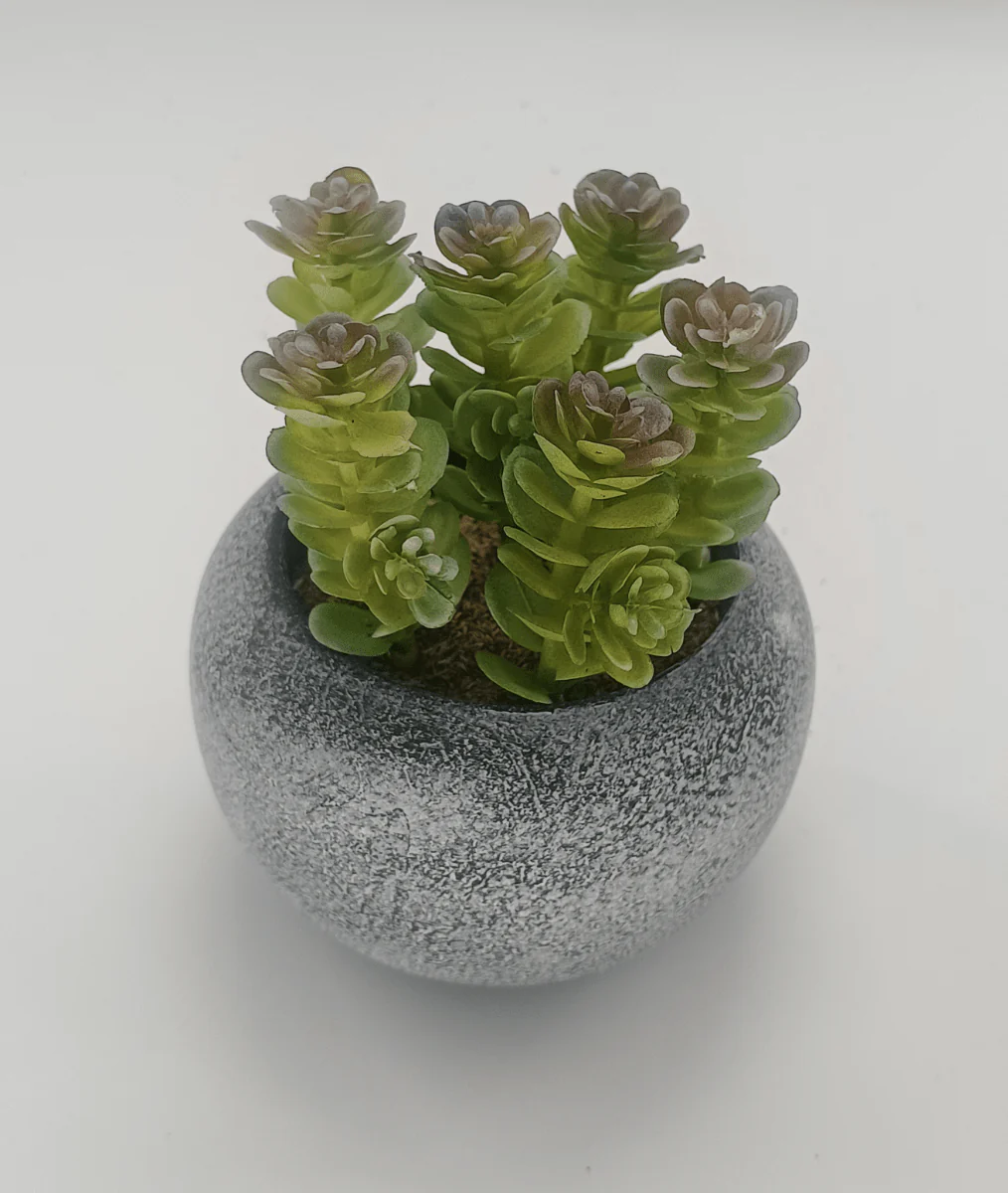 Vintage-Style Succulent | 9.5 x 10.5 cm (3.8 x 4.2")