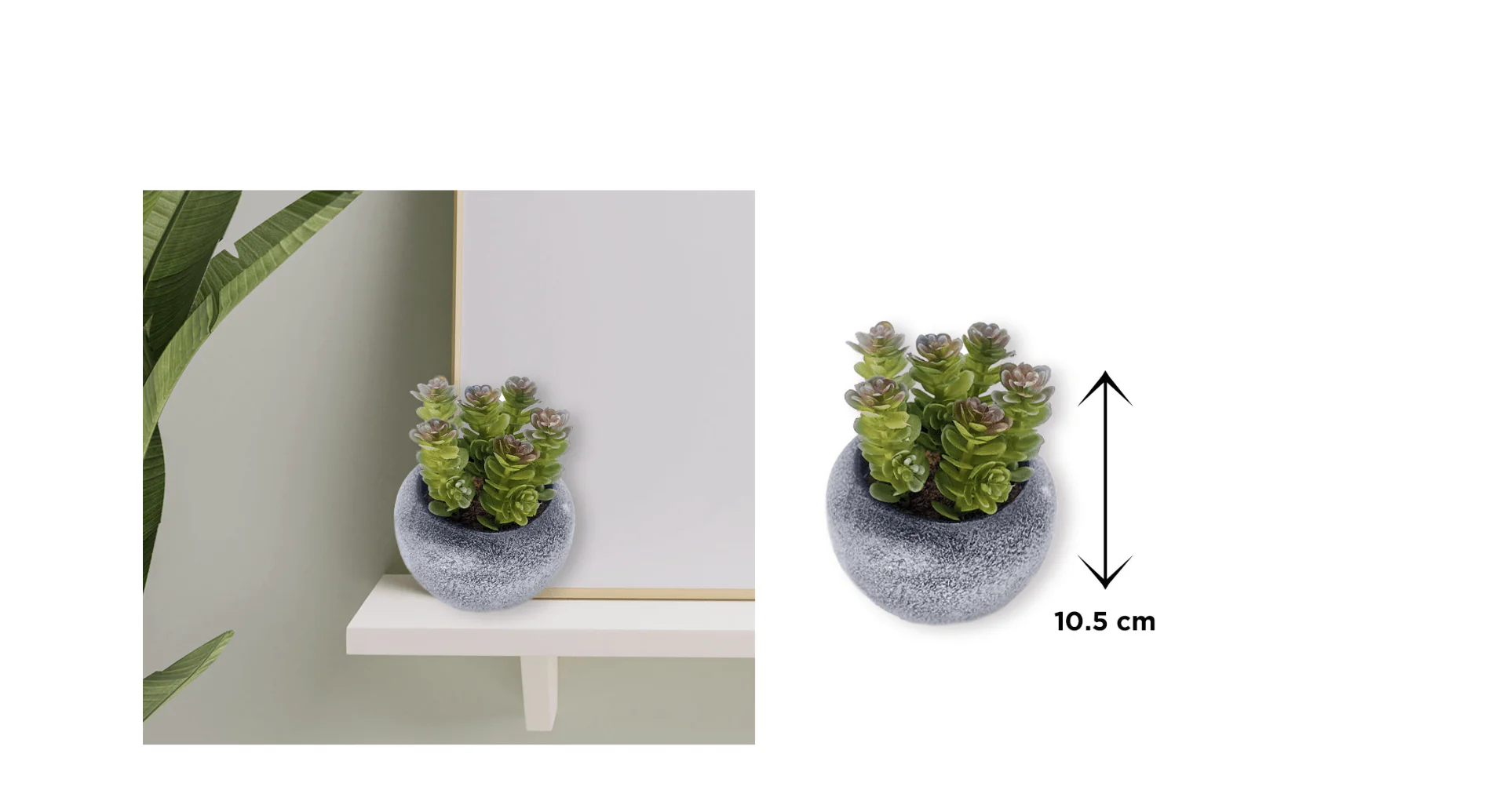 Vintage-Style Succulent | 9.5 x 10.5 cm (3.8 x 4.2") - Image 2